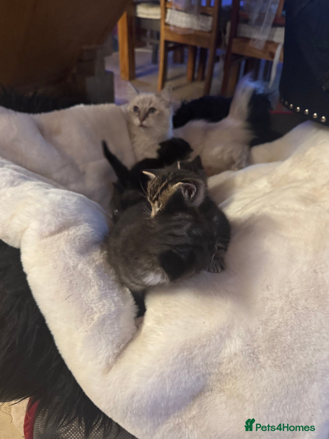 Ragdoll cats for sale: Half ragdoll stunningly marked kittens  - Image 37
