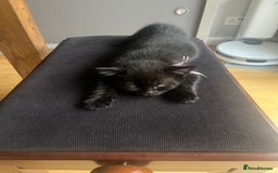 Mixed Breed cats for sale: Cute cuddly Kittens - Image 7