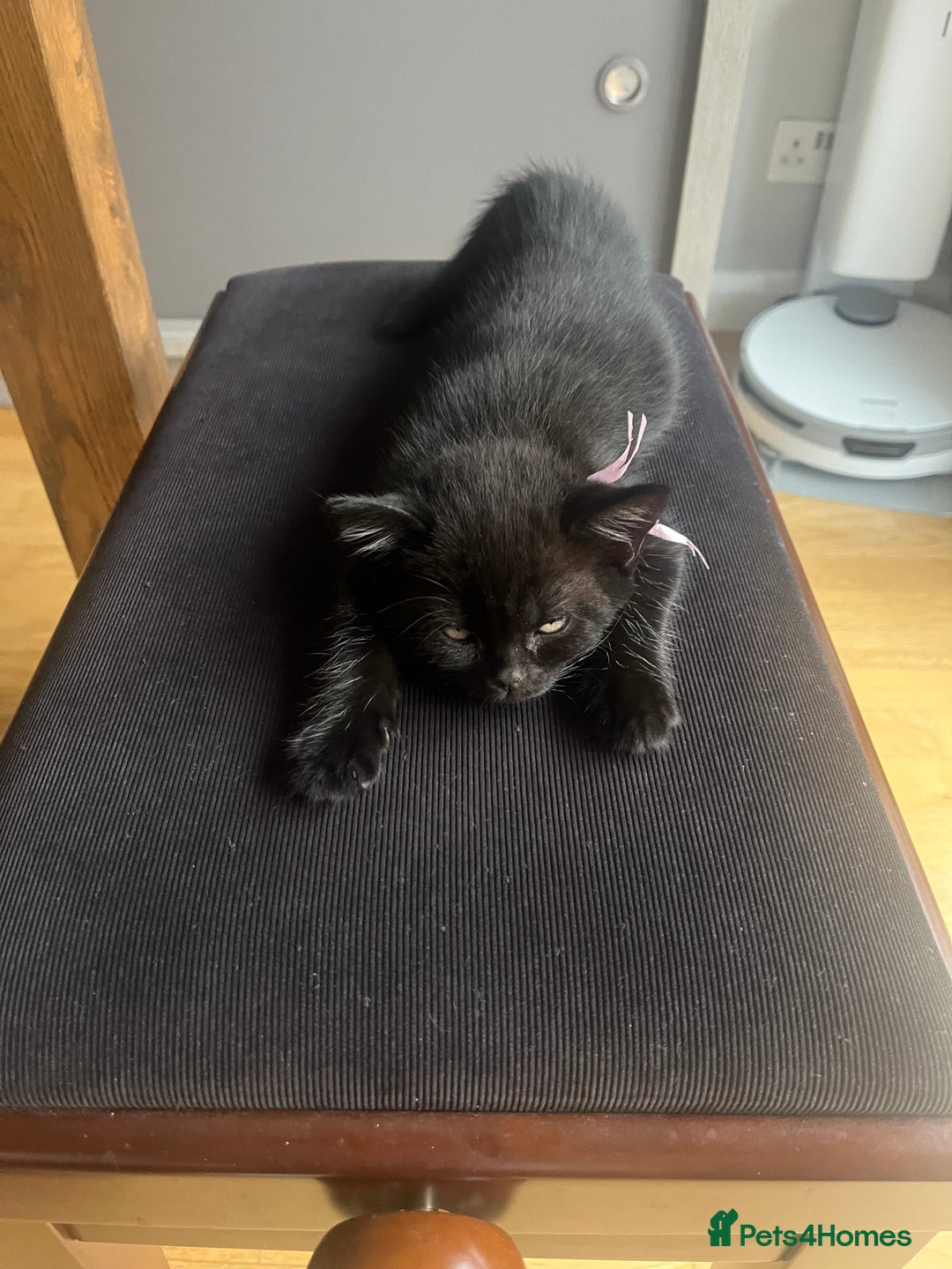 Mixed Breed cats for sale: Cute cuddly Kittens - Image 7