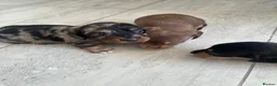 Dachshund dogs for sale: dachshund puppies - Advert 10