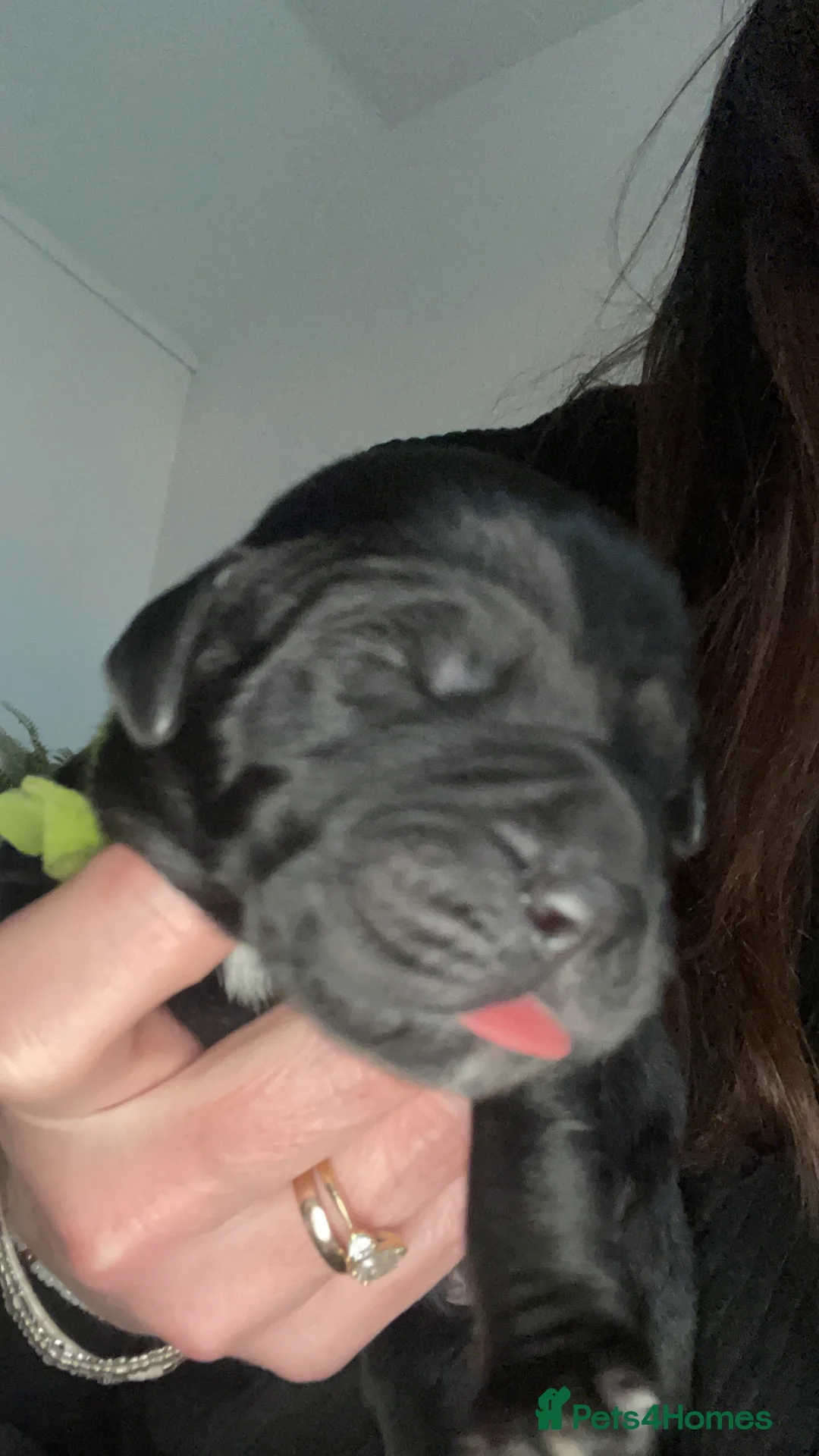 Mixed Breed dogs for sale: Rottweiler/ Retriver mix  in Northampton - Advert 5