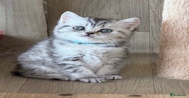 British Shorthair cats - Advert 15