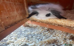 Mini Lop rabbits for sale: 3 beautiful mini lops(60 each or 2 for £100) - Image 4
