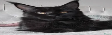 Maine Coon 1