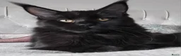 Maine Coon cats for sale: Big size maine coon, black with white in Orpington - Advert 10