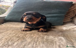 Miniature Dachshund dogs for sale: Stunning Miniature Dachshund Puppies - Image 10