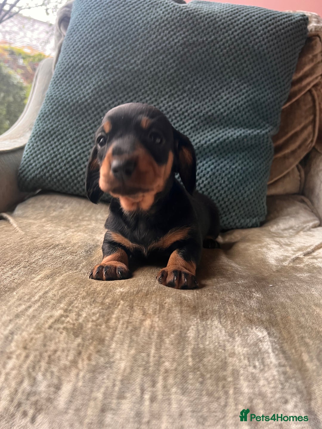 Miniature Dachshund dogs for sale: Stunning Miniature Dachshund Puppies - Image 10