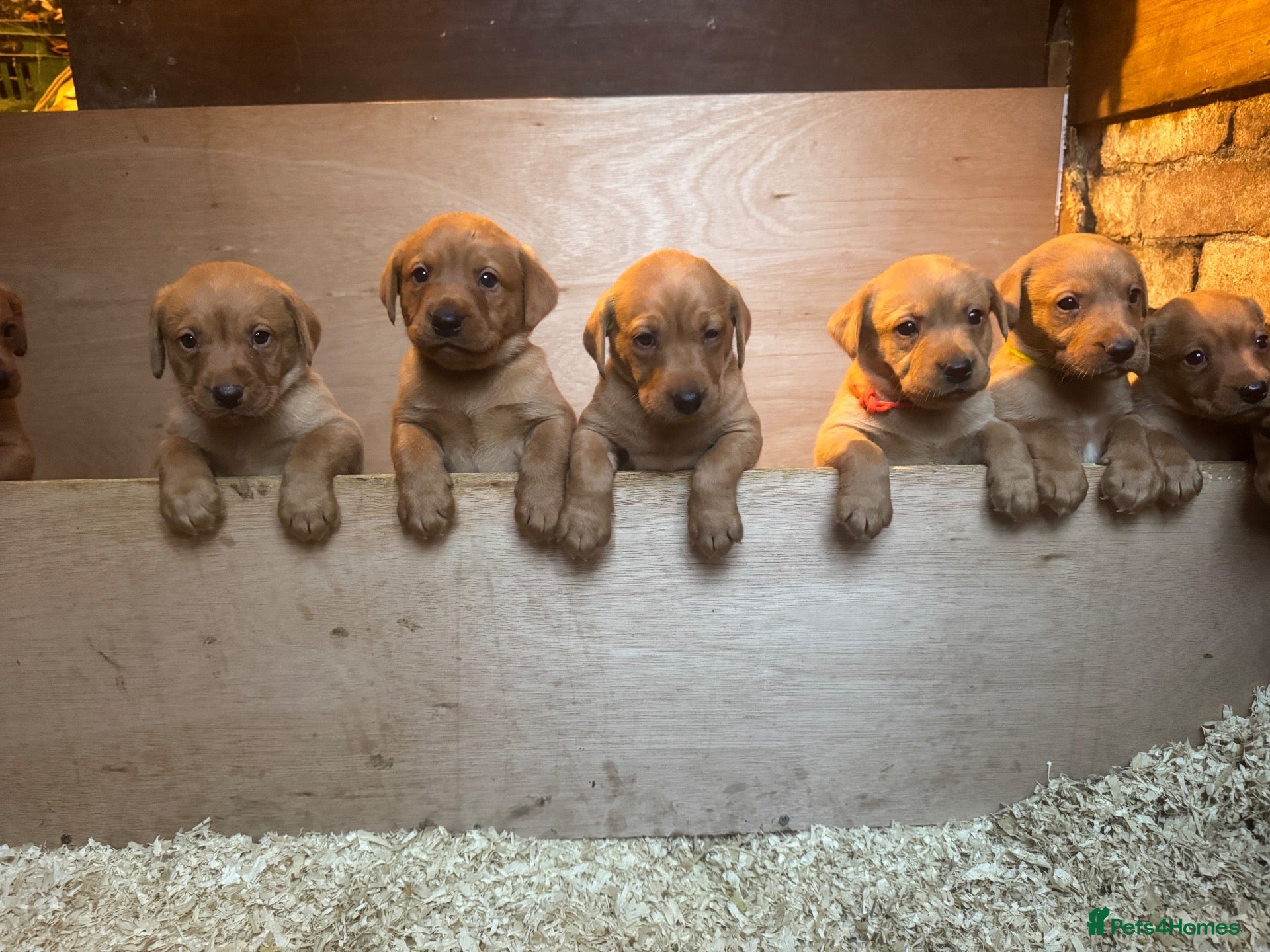 Labrador Retriever dogs for sale: Stunning dark red Labrador pups - Advert 5
