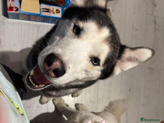 Japanese Akita Inu dogs for sale - Advert 1