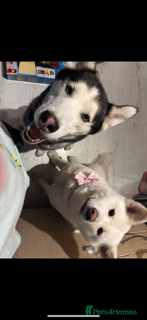 Japanese Akita Inu dogs - Advert 1