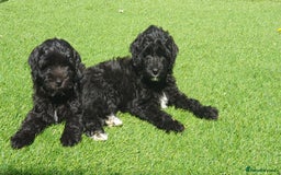 Australian Labradoodle dogs for sale: 2 GIRLS ONLY - Australian Labradoodle puppies - Image 6