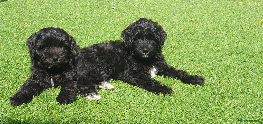 Australian Labradoodle dogs for sale: 2 GIRLS ONLY - Australian Labradoodle puppies - Image 6