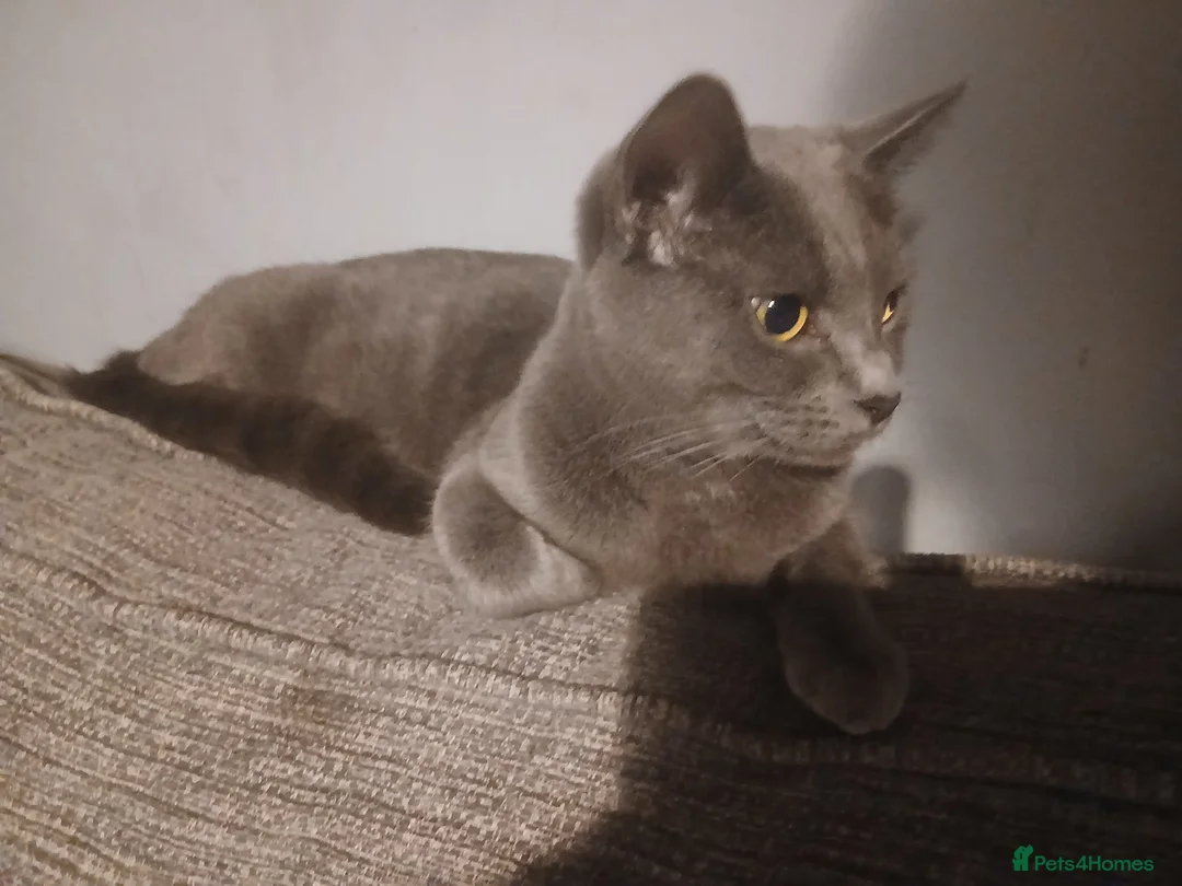 Mixed Breed cats for sale: Grey tabby kitten in Great Yarmouth - Advert 8