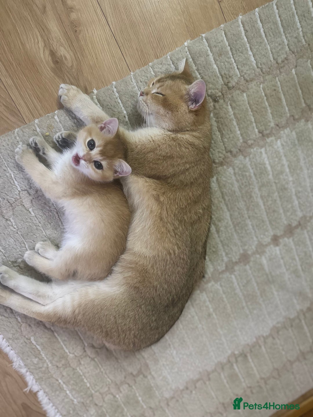 British Shorthair cats for sale: Last British Shorthair Golden kitten GCCF reg - Advert 13