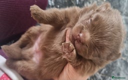 Pomeranian dogs for sale: Beautiful litter of poms  - Image 3