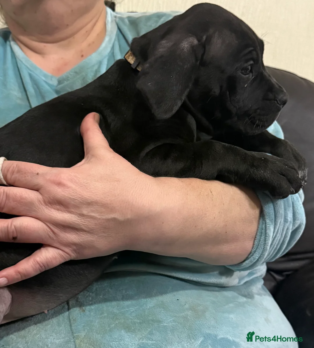 Mixed Breed dogs for sale: Cane corso cross puppies - Advert 10