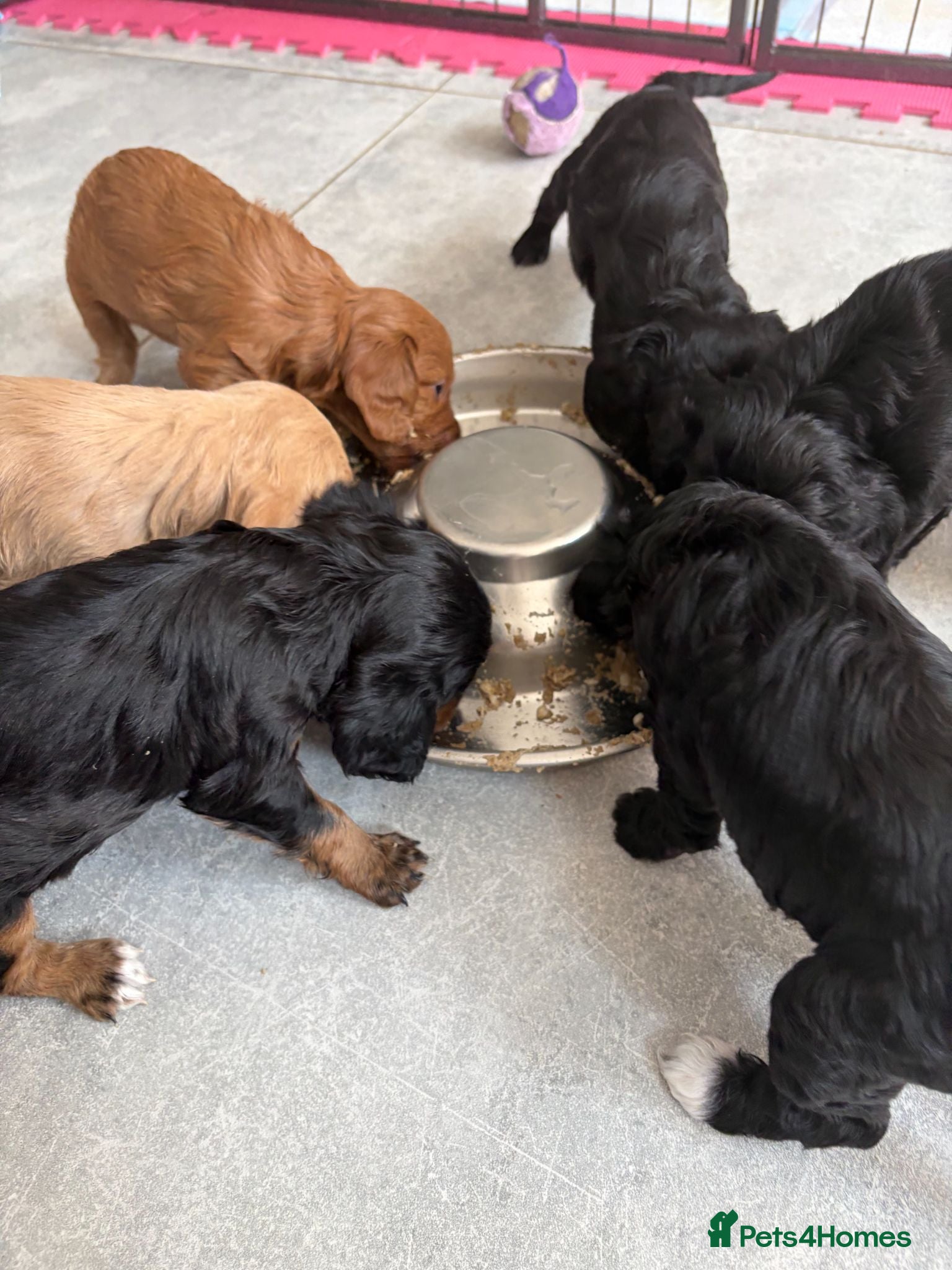 Cockapoo dogs F2 Cockapoo Puppies - Home Bred - Advert 2
