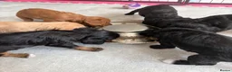 Cockapoo dogs for sale: F2 Cockapoo Puppies - Home Bred - Advert 2