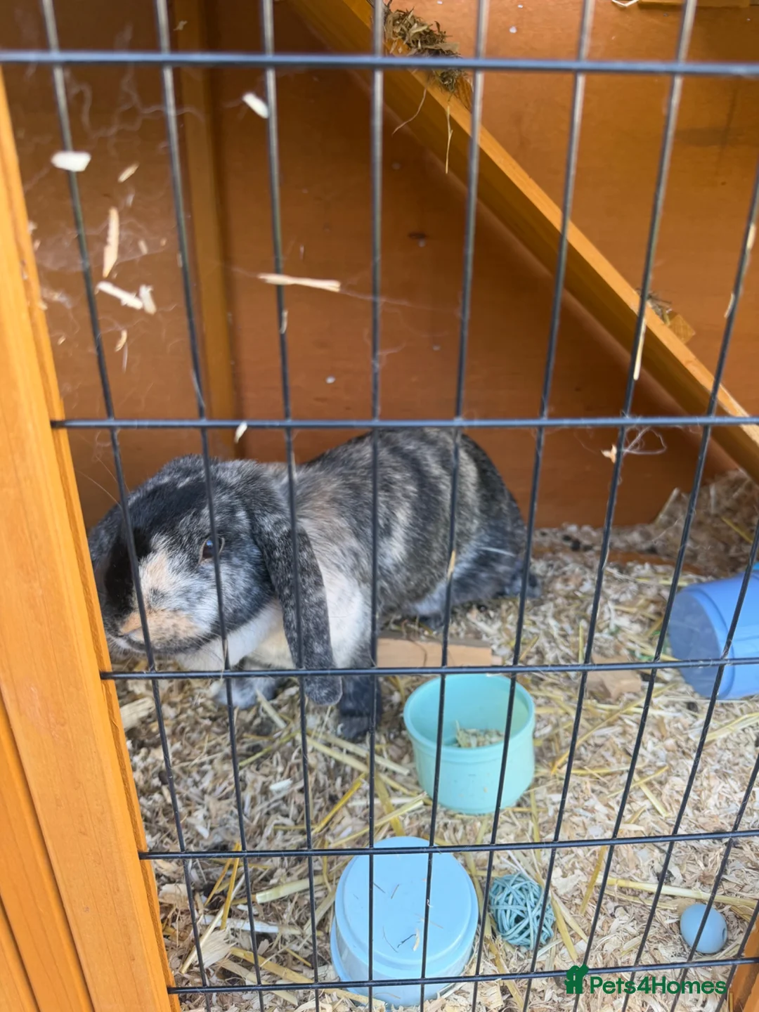 English Lop rabbits for sale: 2 female sibling lops for sale - Advert 5
