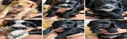 Sprocker dogs for sale: Sprocker spaniel  in Keith - Advert 1