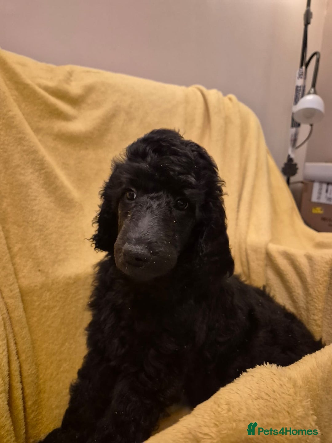Standard Poodle dogs for sale: outstanding litter of standard poodle pups - Advert 16