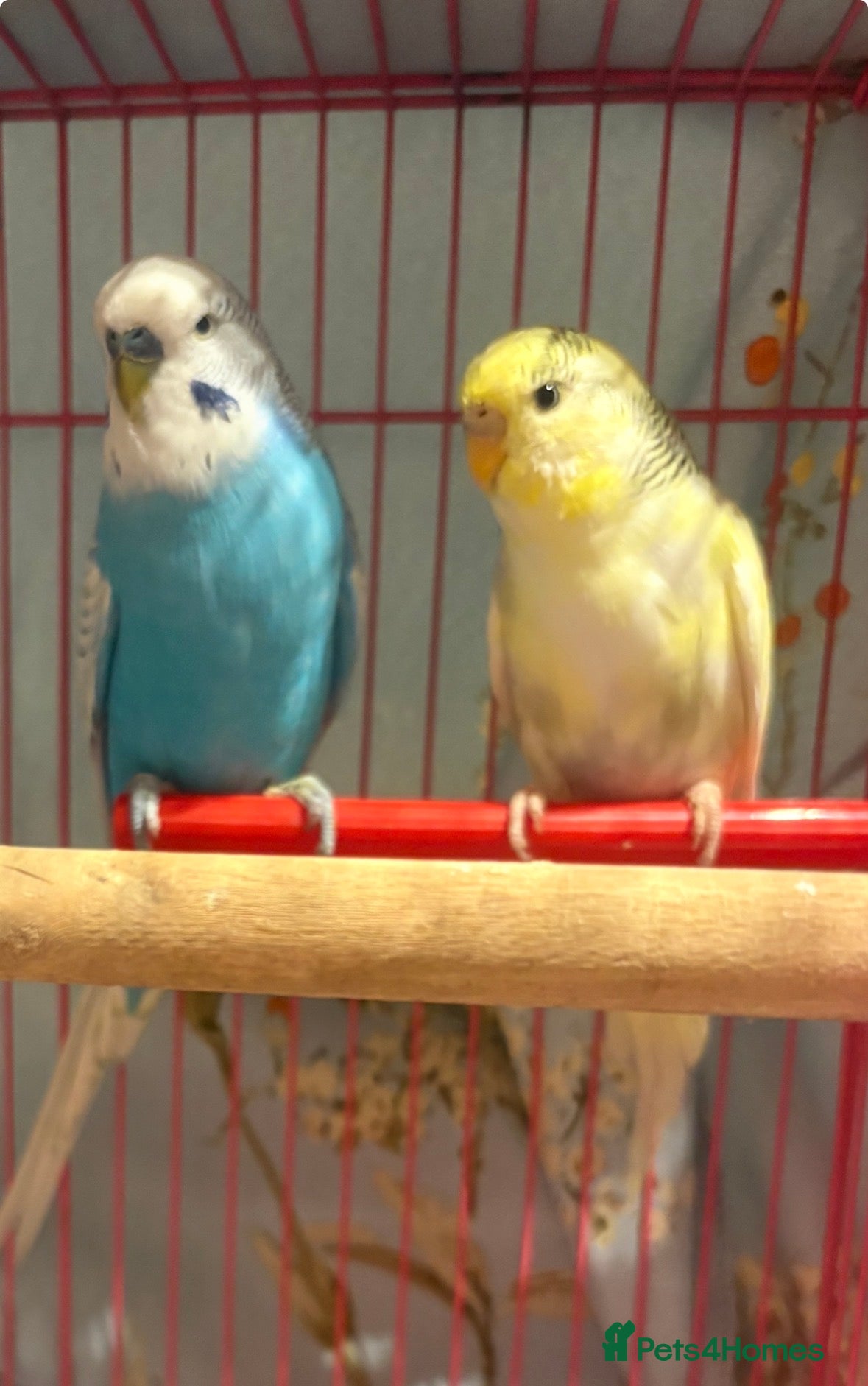 Budgerigars birds Baby Budgies’s for sale  - Advert 2