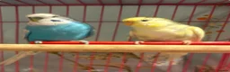 Budgerigars birds for sale: Baby Budgies’s for sale  - Advert 3