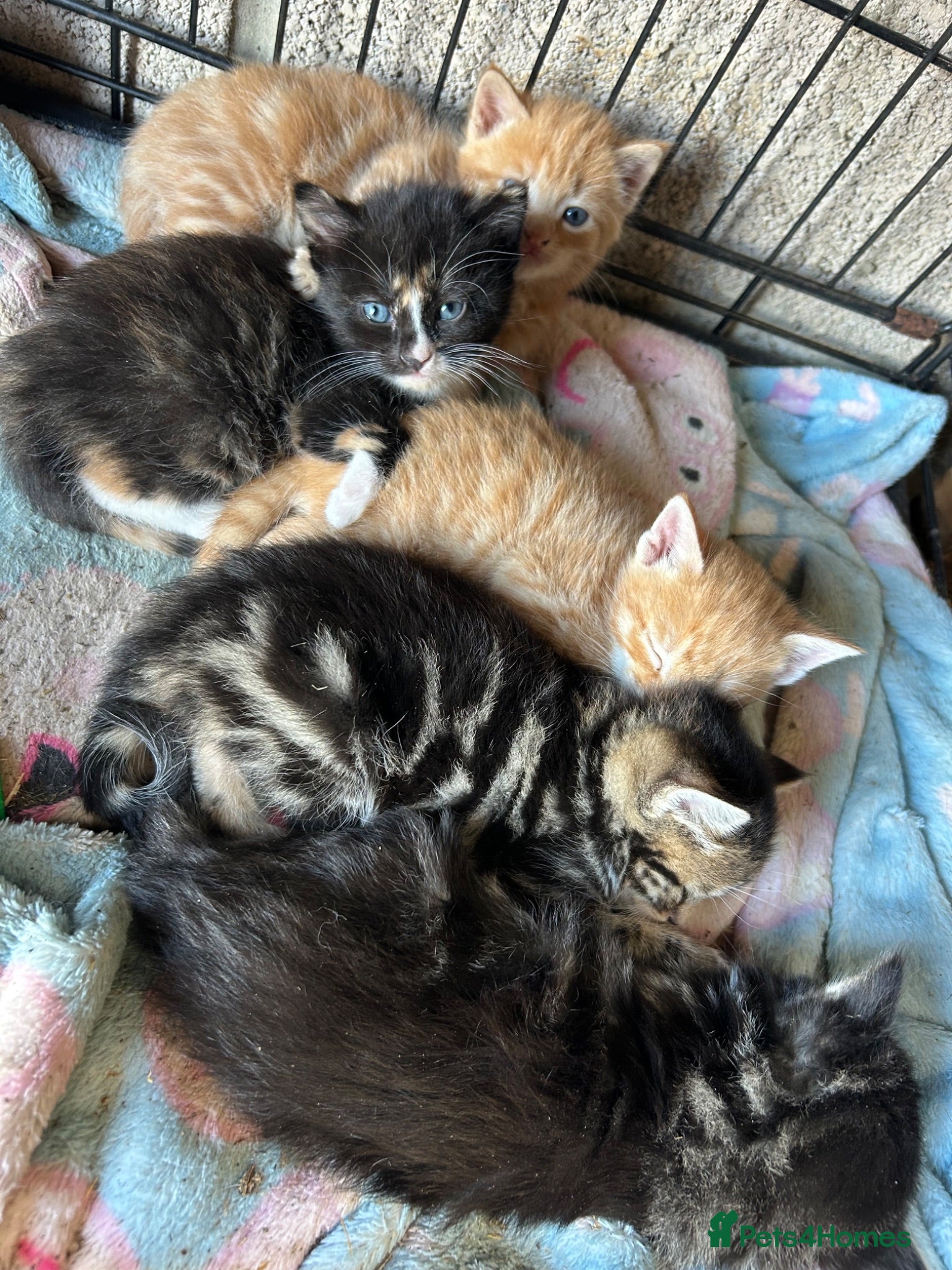 Mixed Breed cats Five very beautiful little boys.  - Advert 2