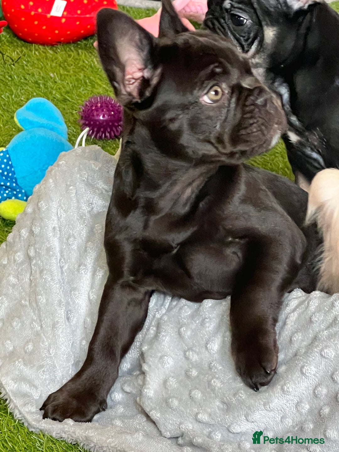 French Bulldog dogs for sale: French bulldog pups reduced what’s left now  - Image 28