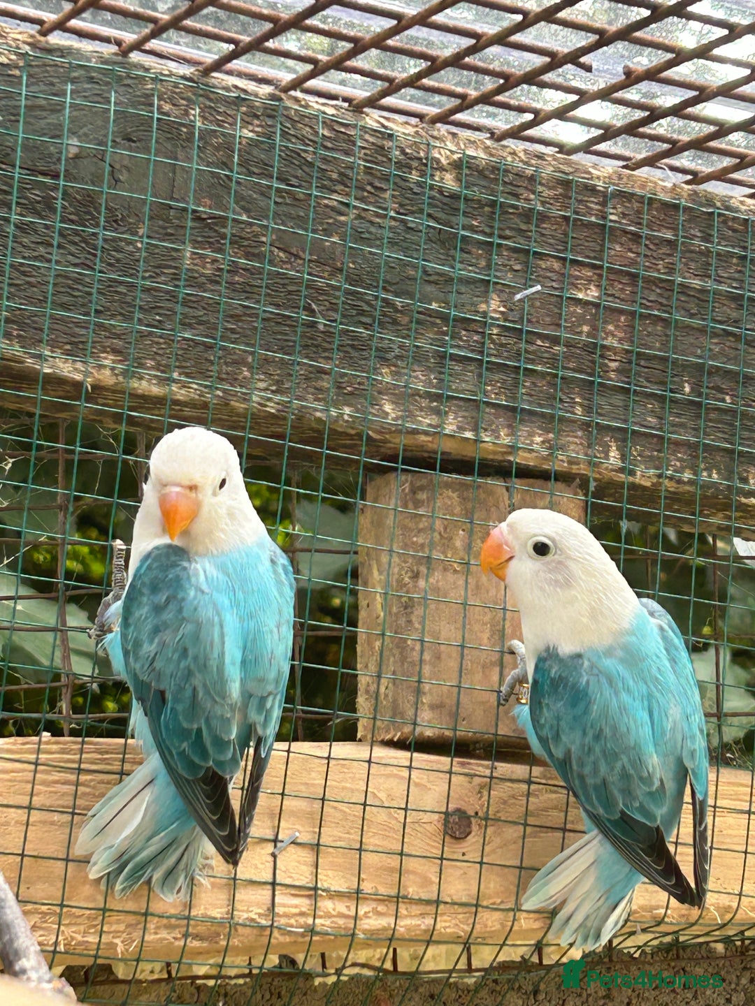 Lovebirds birds for sale: Mutations oplines Fishers lovebirds in Birmingham - Image 11