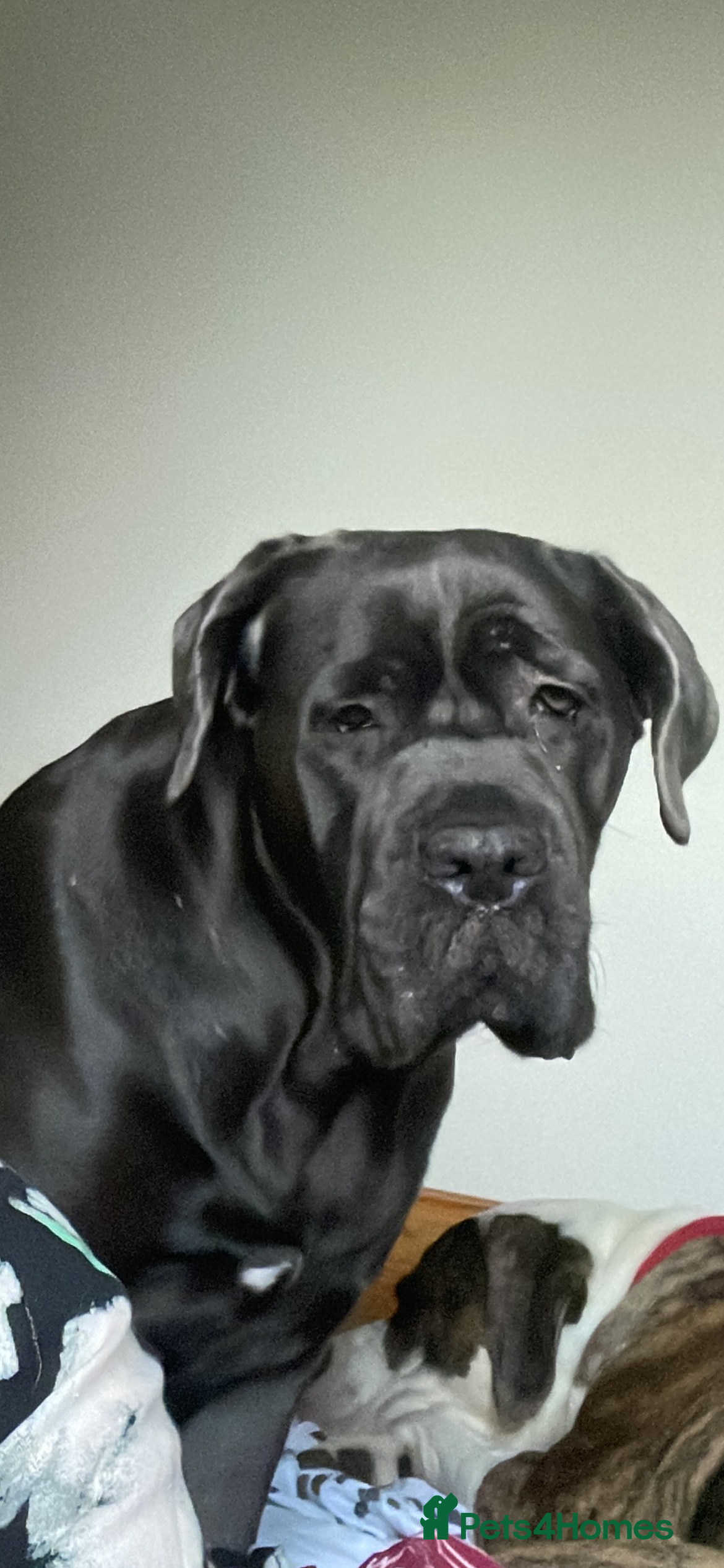 Cane Corso dogs Stunning Blue Cane Corso (blue) - Advert 1