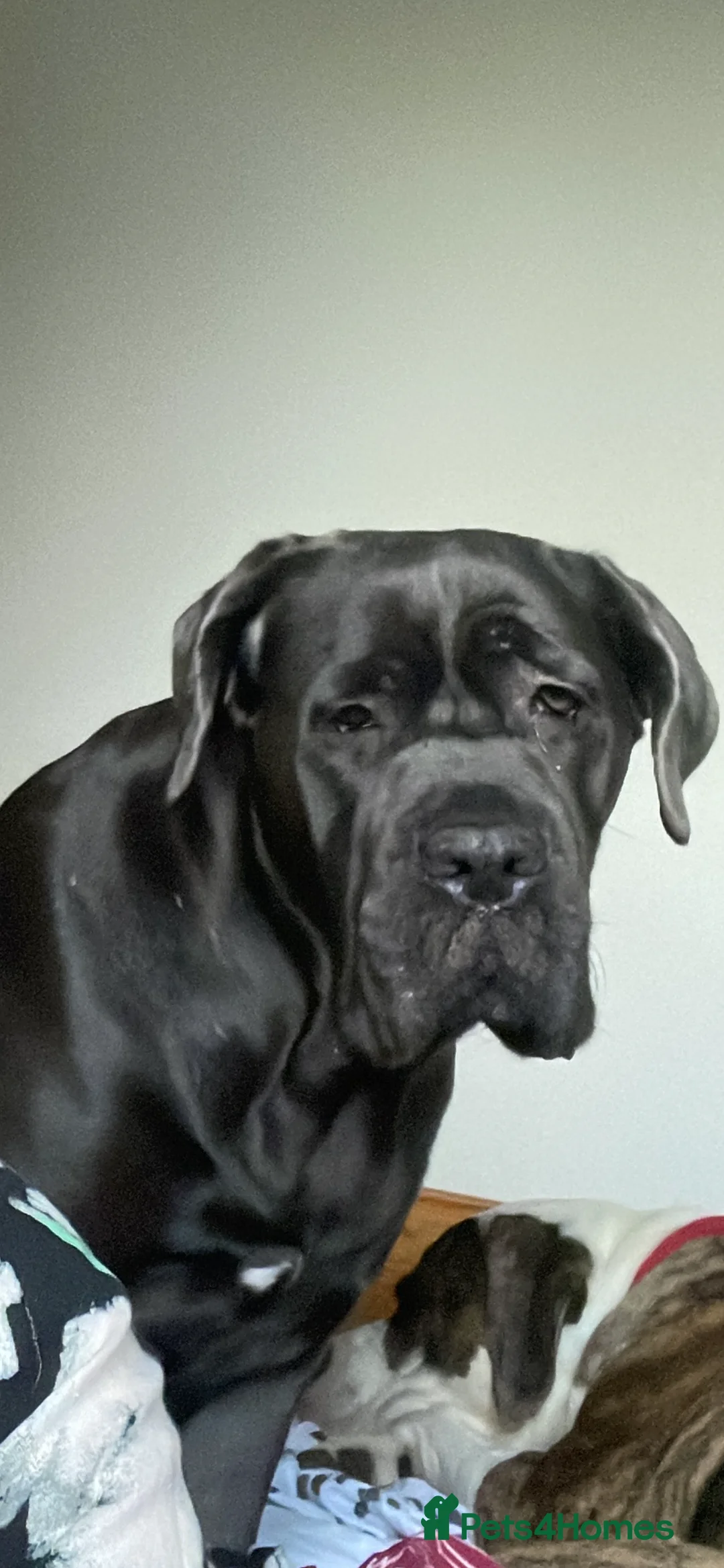 Cane Corso dogs for sale: Stunning Blue Cane Corso (blue) - Advert 1