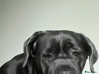 Cane Corso dogs Stunning Blue Cane Corso (blue) - Advert 1