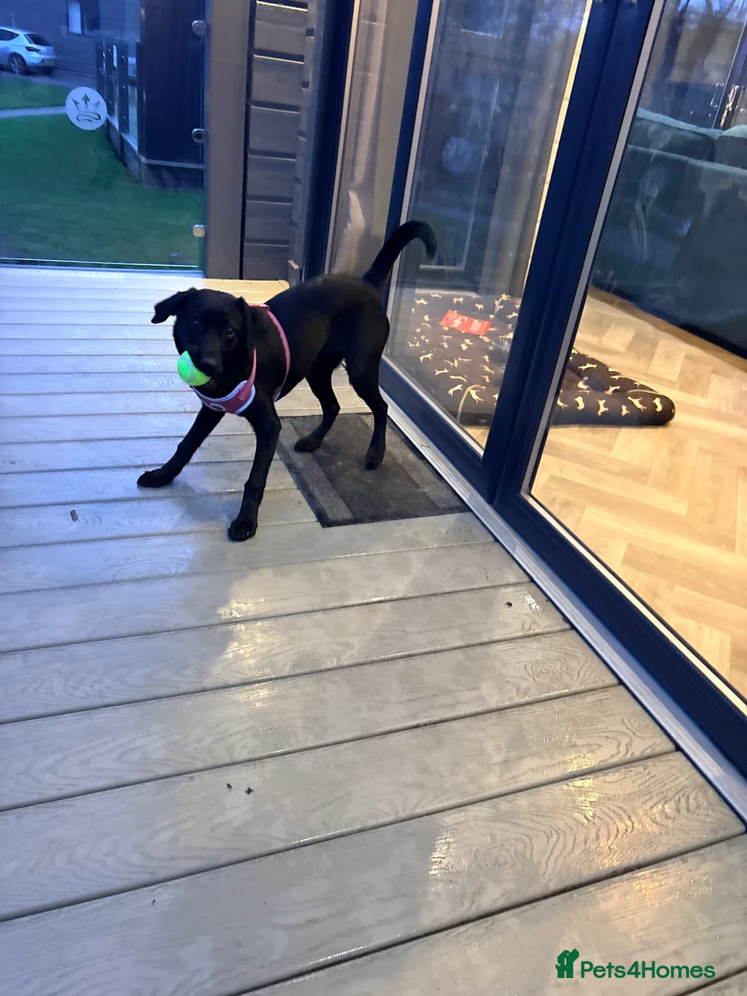 Labrador Retriever dogs for sale: Black Labrador  in Halifax - Advert 2