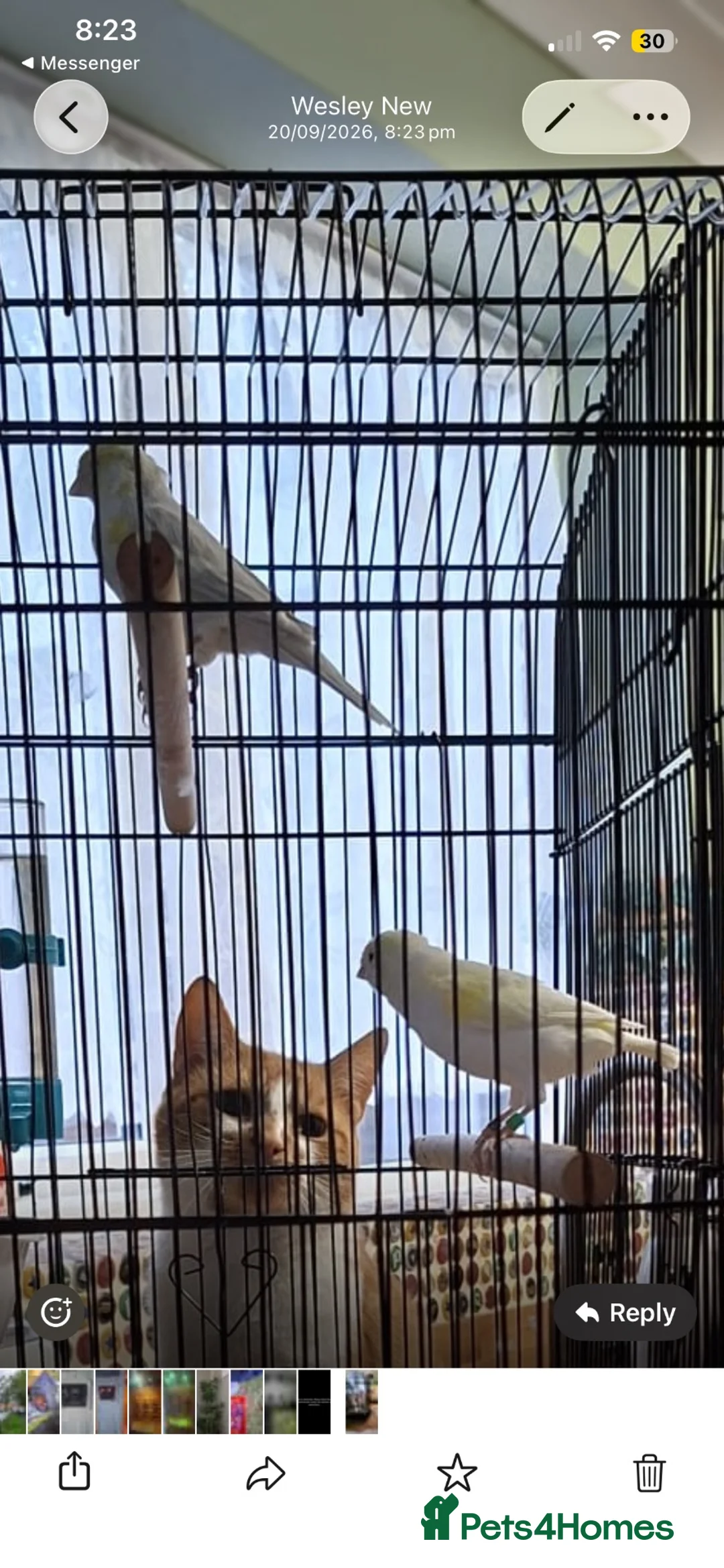 Canaries birds for sale: 2 Canaries yellow mosaic  in Walsall - Advert 1