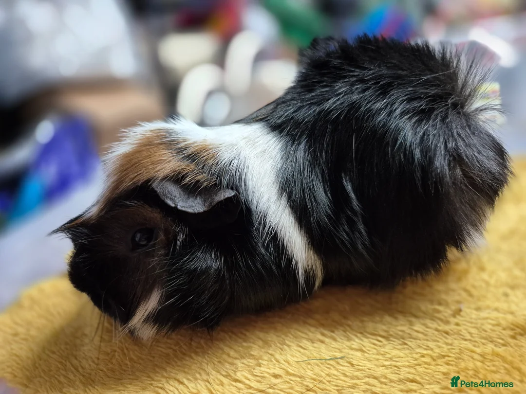 Guinea Pig rodents for sale: Pet Peruvian  in Beaworthy - Advert 1
