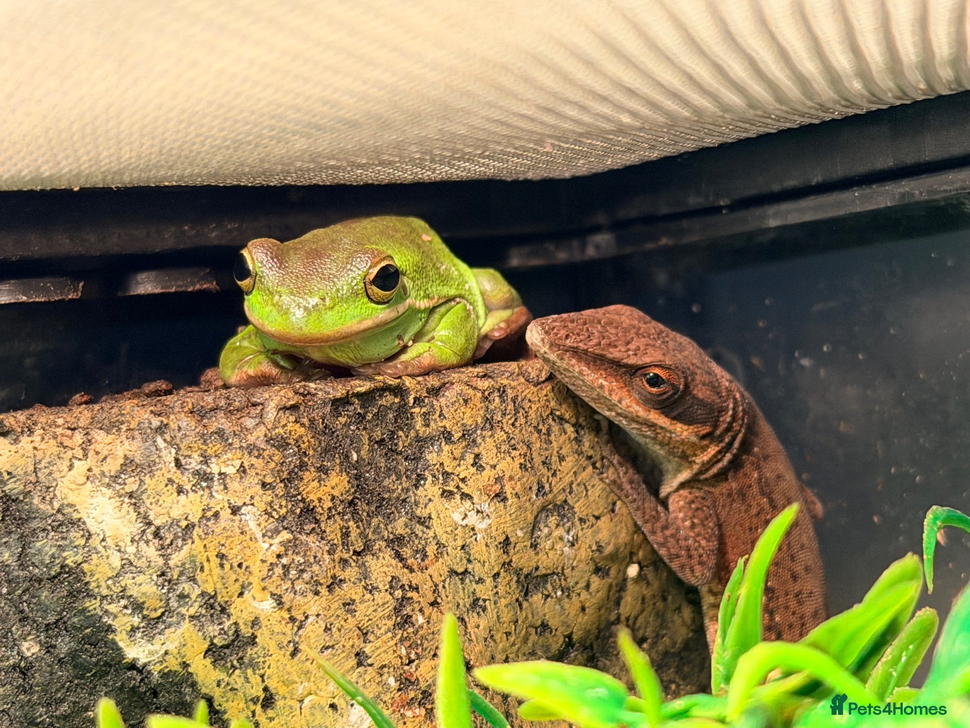 Mixed Breed reptiles 2 Anoles and 2 American Tree Frogs - Advert 2