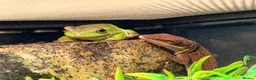 Mixed Breed reptiles for sale: 2 Anoles and 2 American Tree Frogs - Advert 1