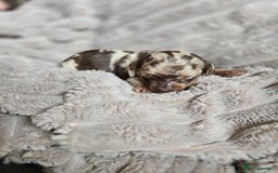 Miniature Dachshund dogs for sale: Dapple miniature dachshund - Image 10