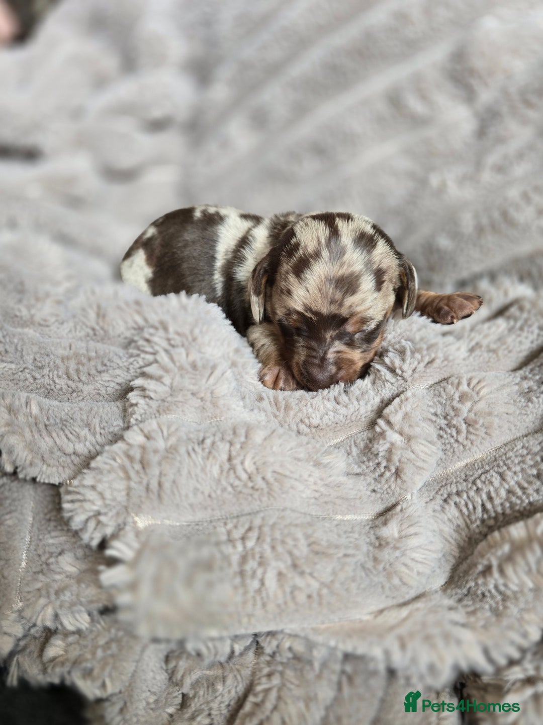 Miniature Dachshund dogs for sale: Dapple miniature dachshund - Image 10