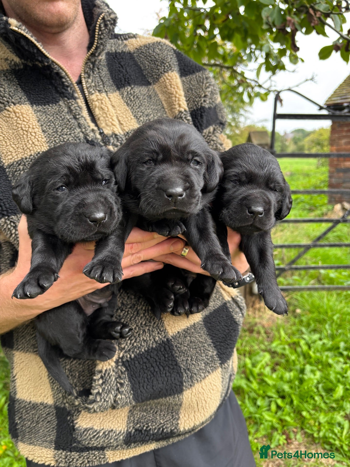 Labrador Retriever dogs Gorgeous Lab Pups KC reg/health tested parents - Advert 18