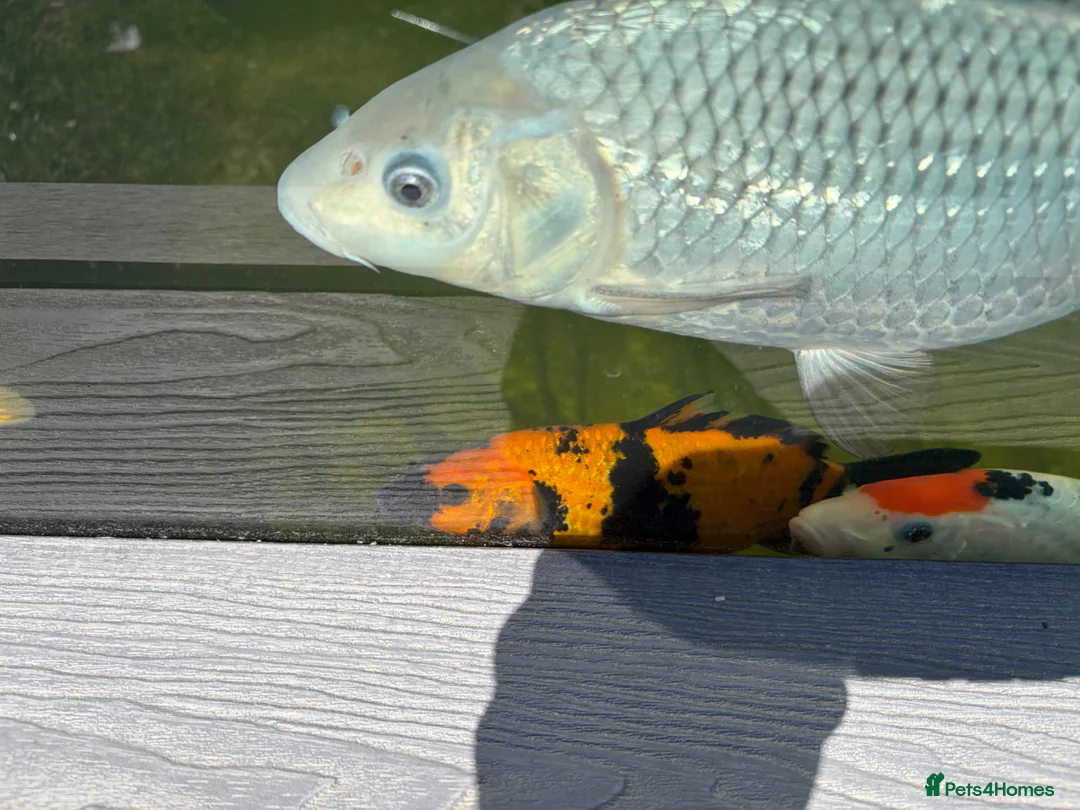 Koi Carp fish for sale: X3 Koi Carp for sale - Advert 5