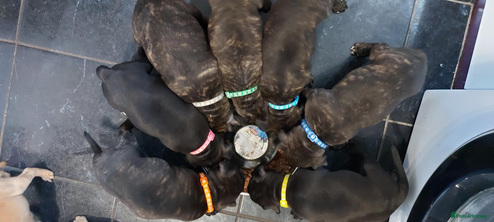 Staffordshire Bull Terrier dogs for sale: KC Registered Staffordshire bull terrier  - Advert 3