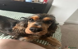 Cocker Spaniel dogs for sale: Looking to rehome our beautiful cocker spaniel  - Image 4