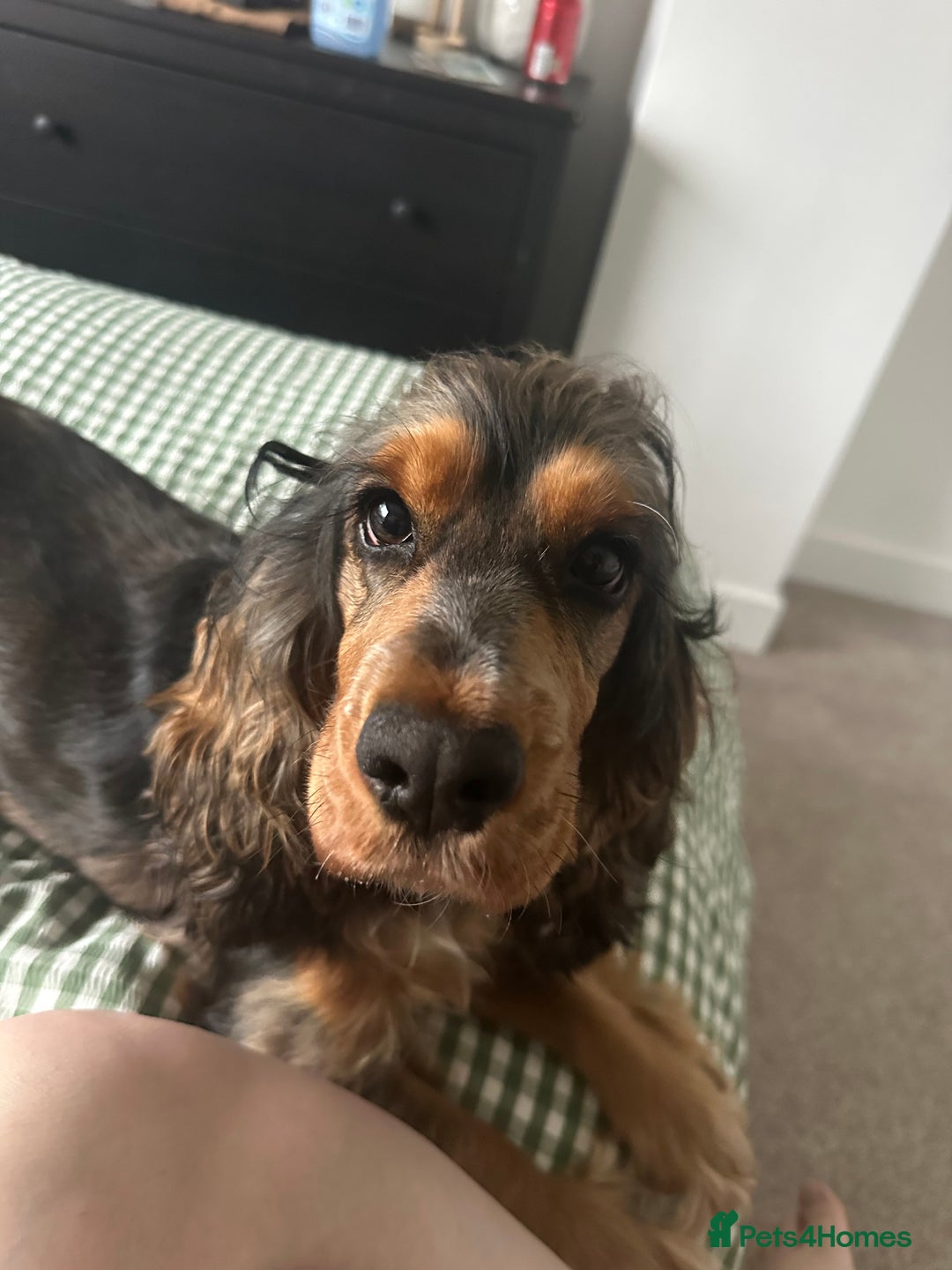 Cocker Spaniel dogs for sale: Looking to rehome our beautiful cocker spaniel  - Image 4