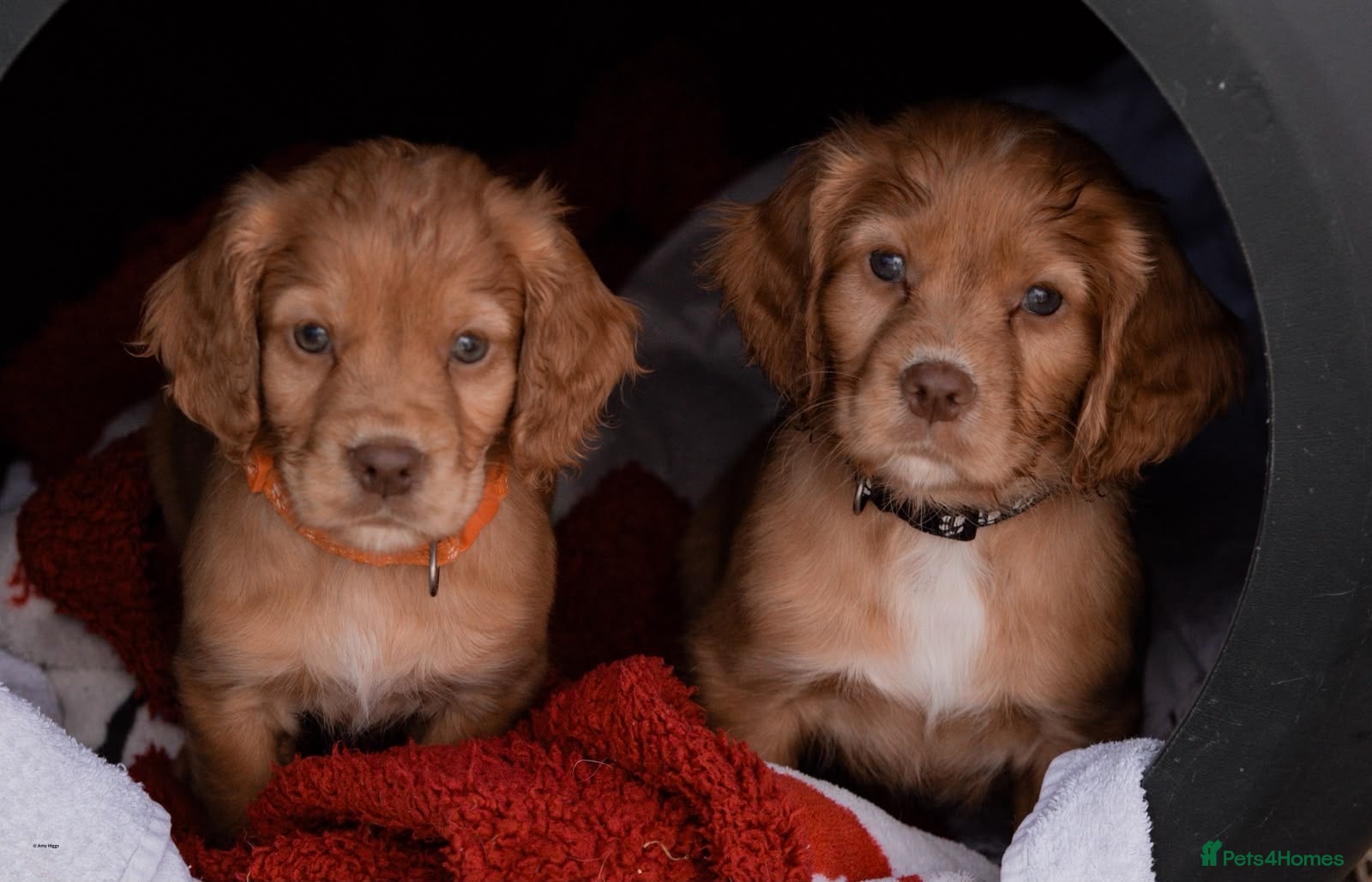 Cocker Spaniel dogs Cocker spaniel puppies - Advert 10