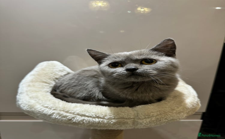 British Shorthair cats - Advert 2