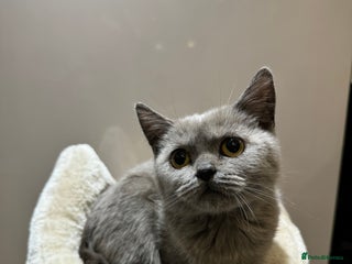 British Shorthair cats - Advert 34