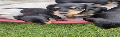 Jackshund 1