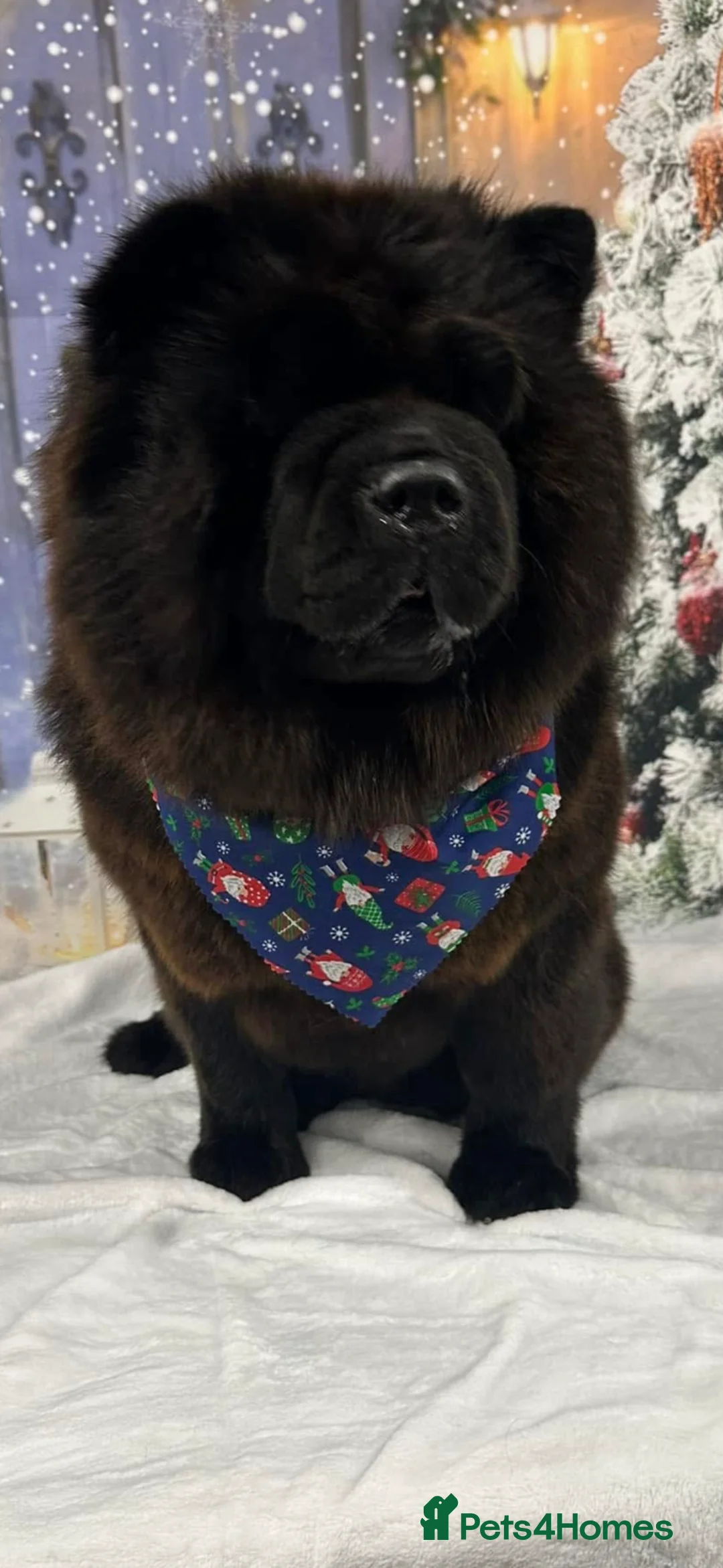 Chow Chow dogs for sale: 4 chow chow pups - Advert 2